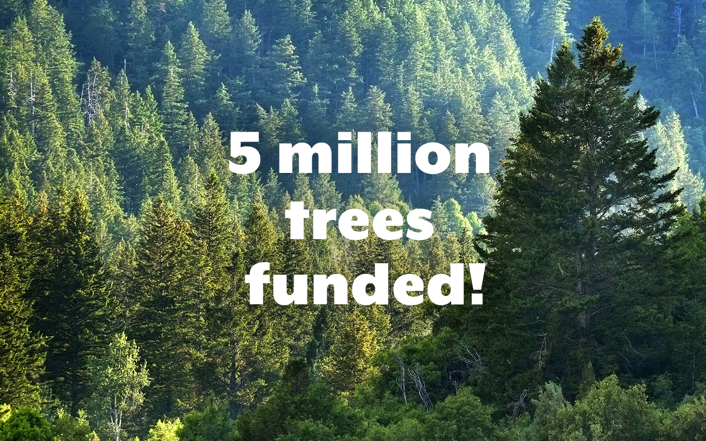 Why Trees Are Important to The Environment | Health of the Planet